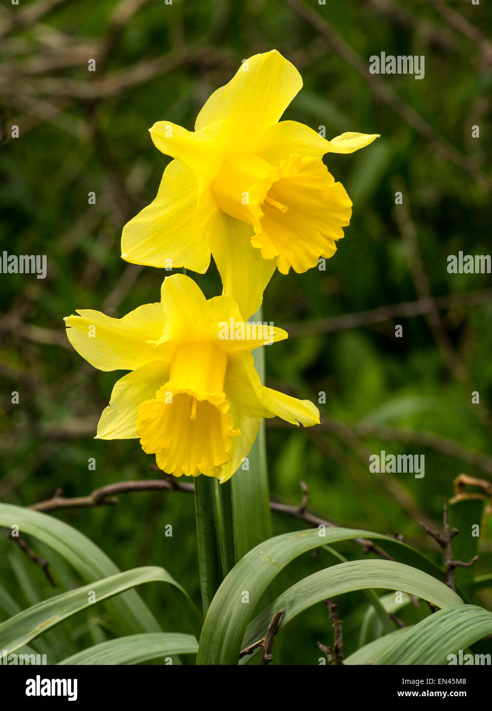Daffodil. Decended from garden flowers but often growing wild near human habitation Stock Photo