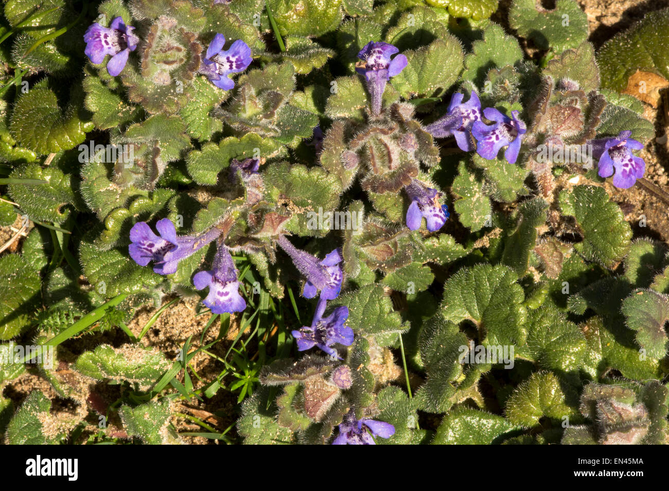 Ground Ivy. A quite common flower of grassland, attractive to bees Stock Photo