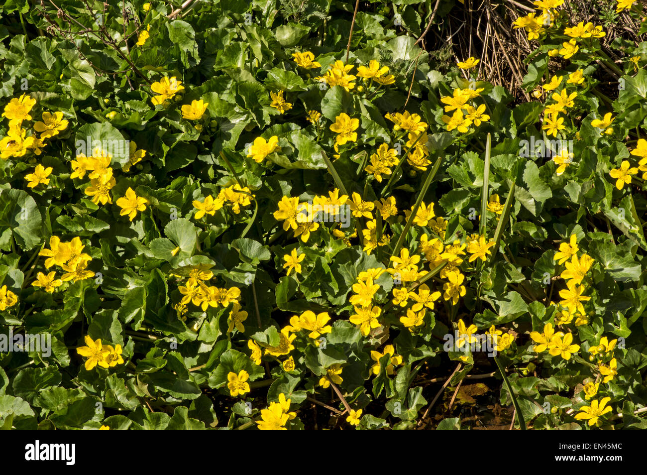 Marsh Marigold. A common wetland plant flowering in spring Stock Photo
