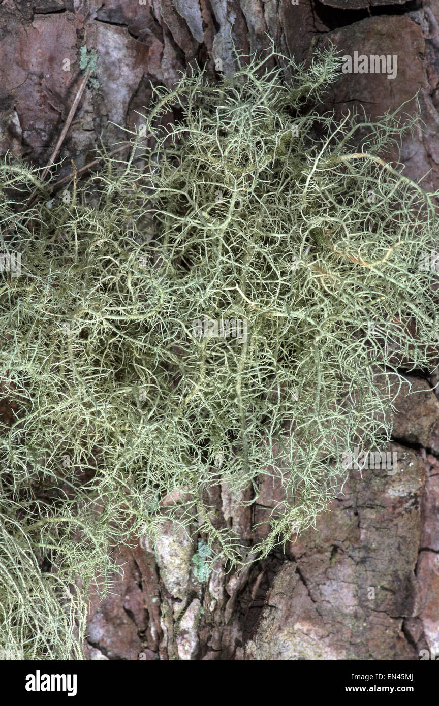 Usnea Cornuta. A common lichen found on trees Stock Photo