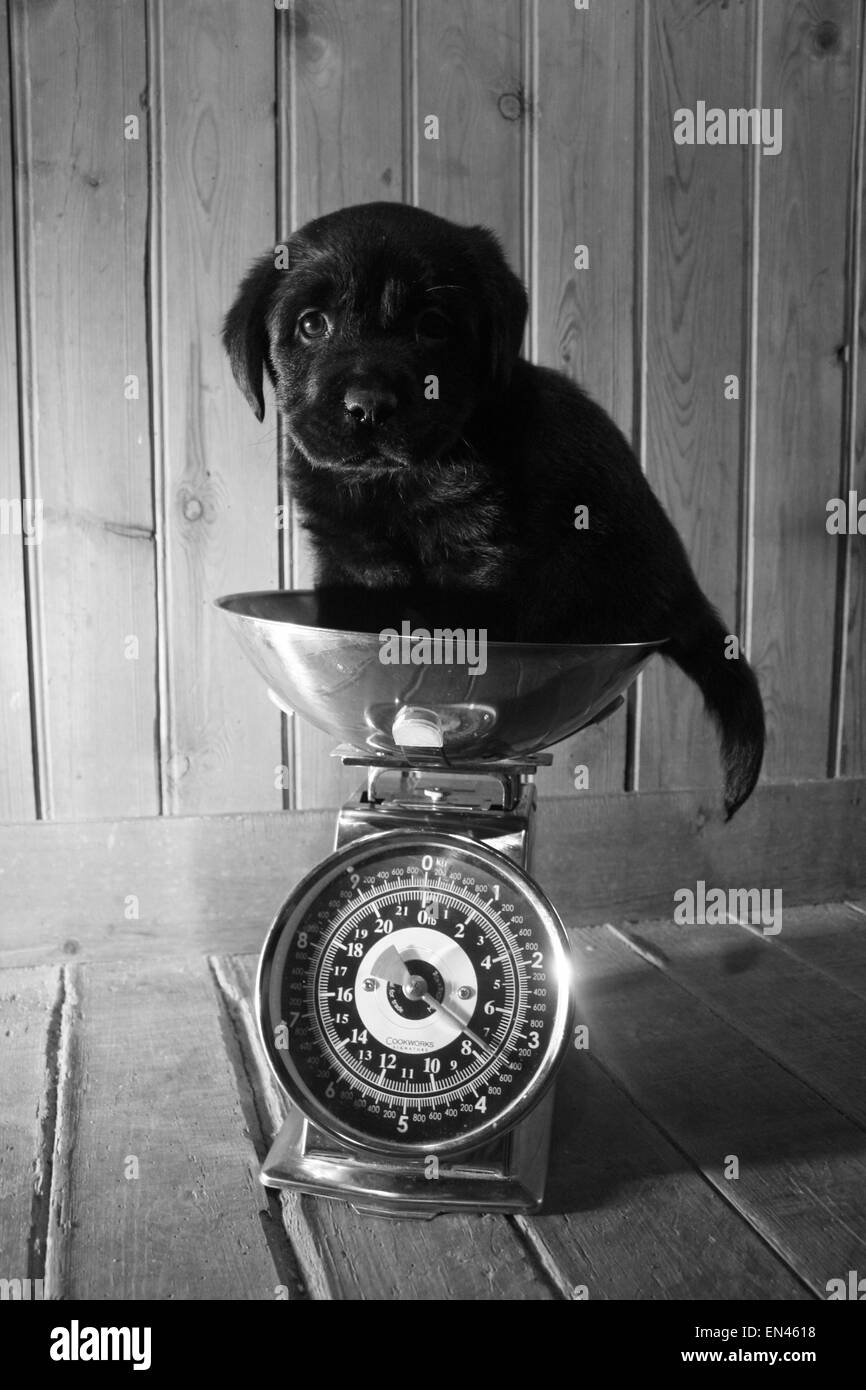 https://c8.alamy.com/comp/EN4618/weighing-in-time-for-a-puppy-EN4618.jpg