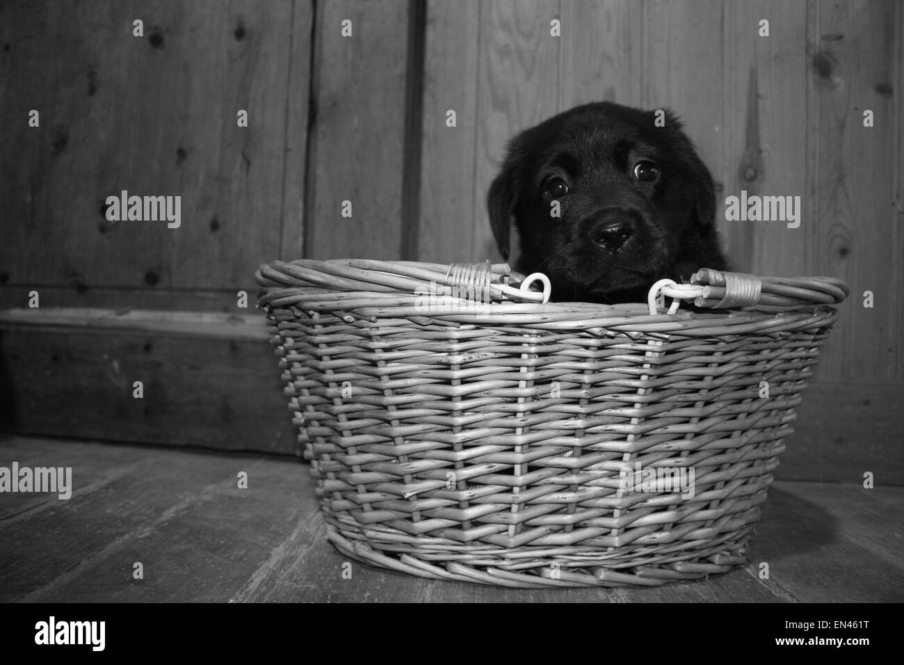 Puppy in basket Stock Photo - Alamy