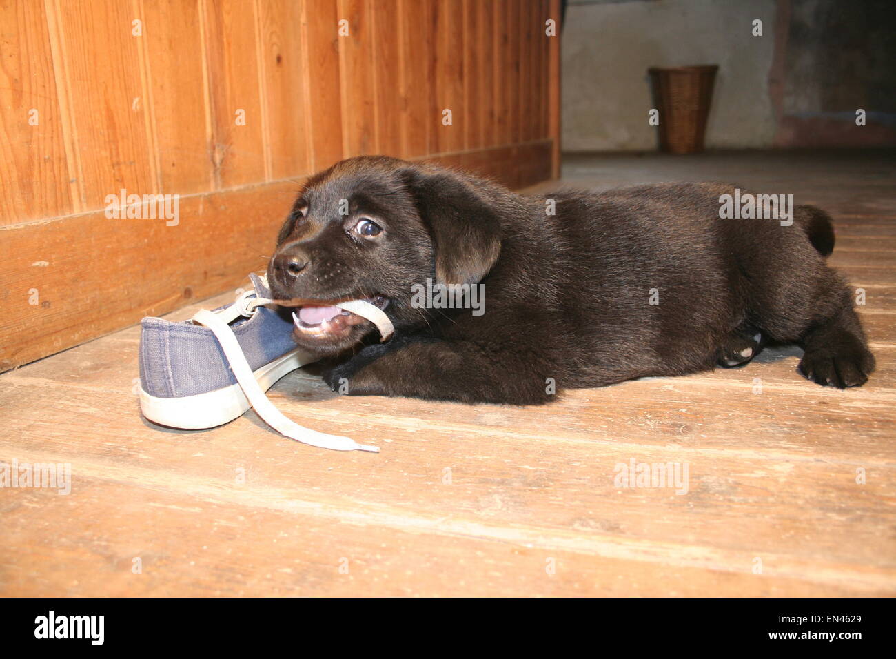 Puppy chewing my shoe. Stock Photo