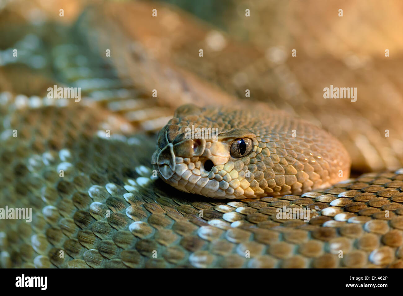 Red diamond rattlesnake hi-res stock photography and images - Alamy