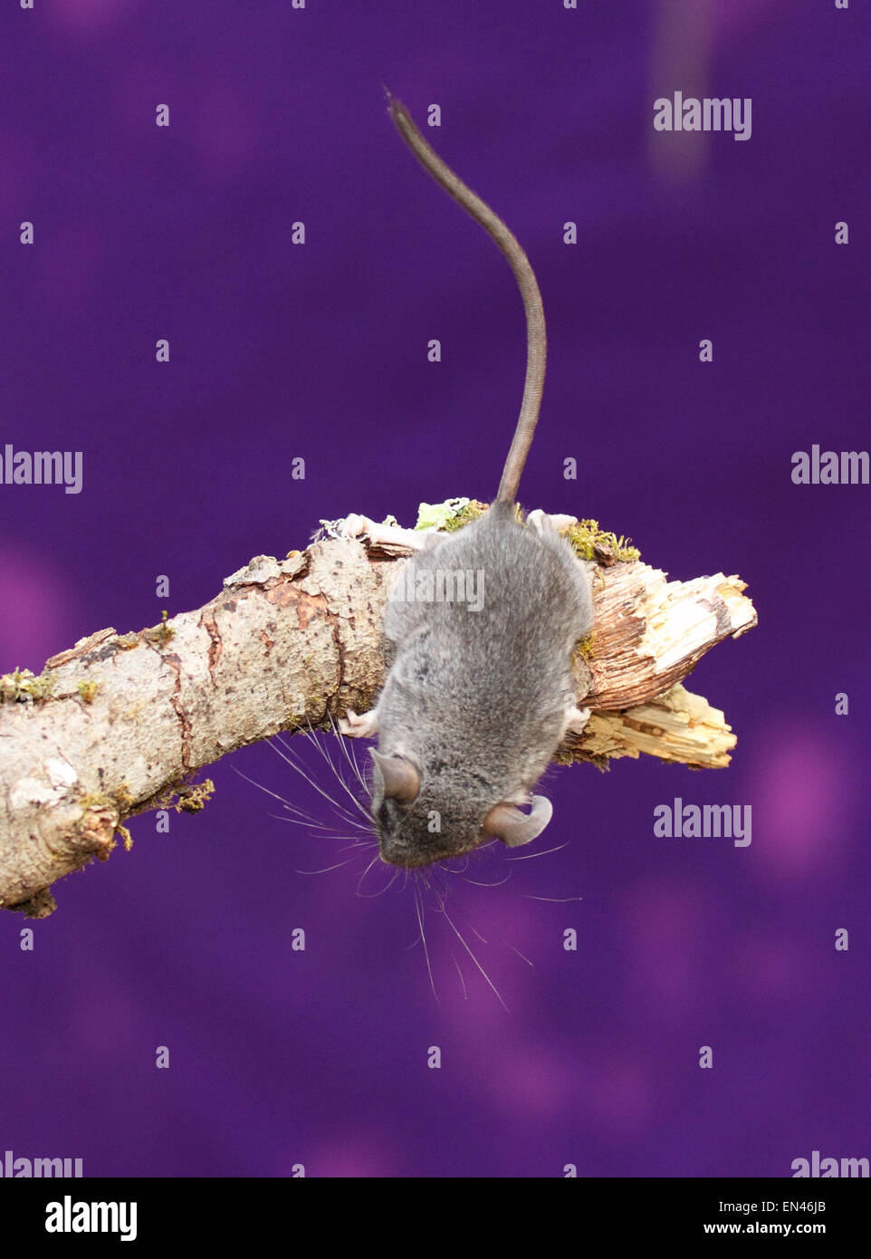 A Jumping Mouse hanging upside down Stock Photo Alamy