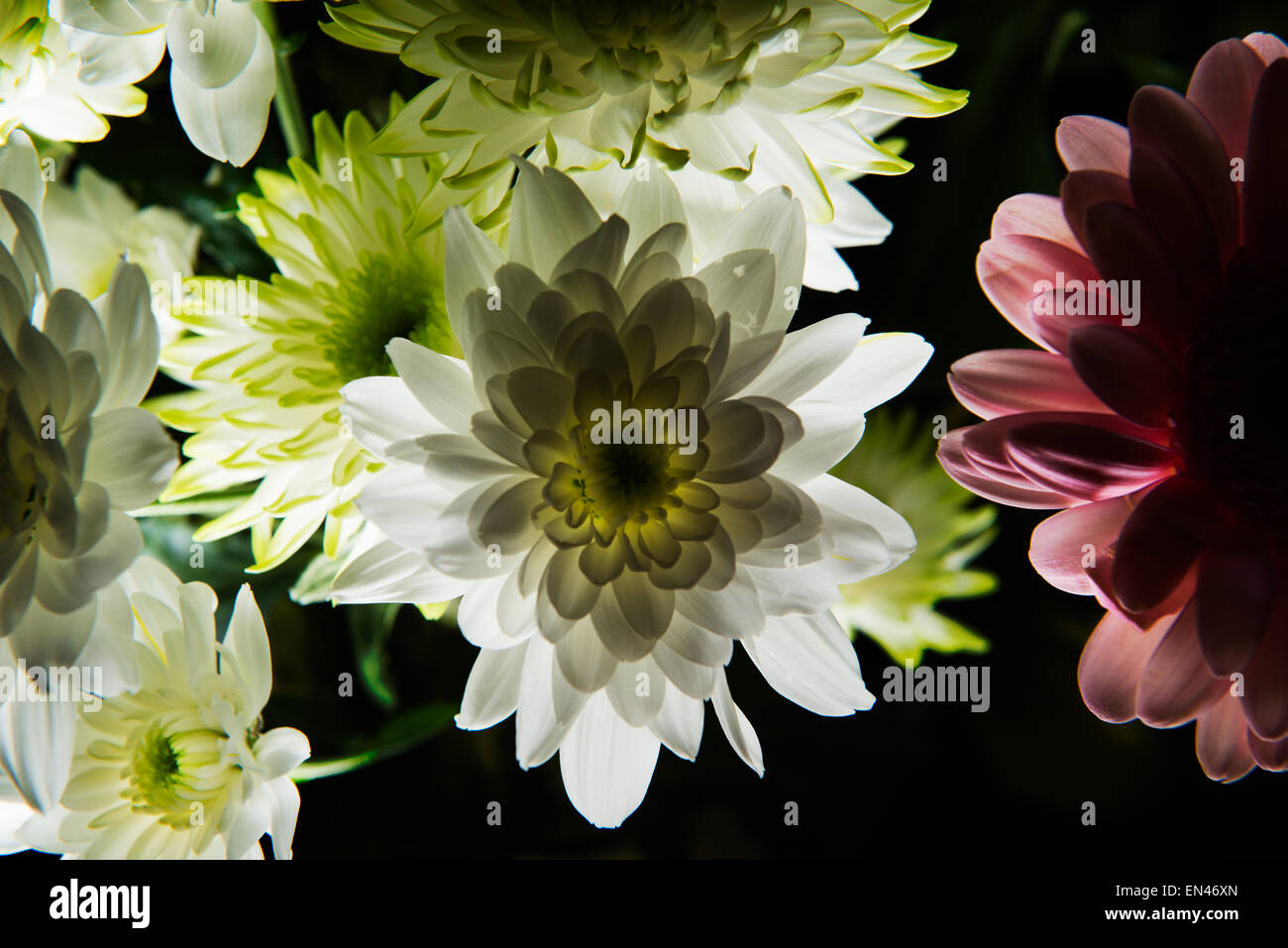 Back lit dahlias with a pink daisy on the side. Stock Photo