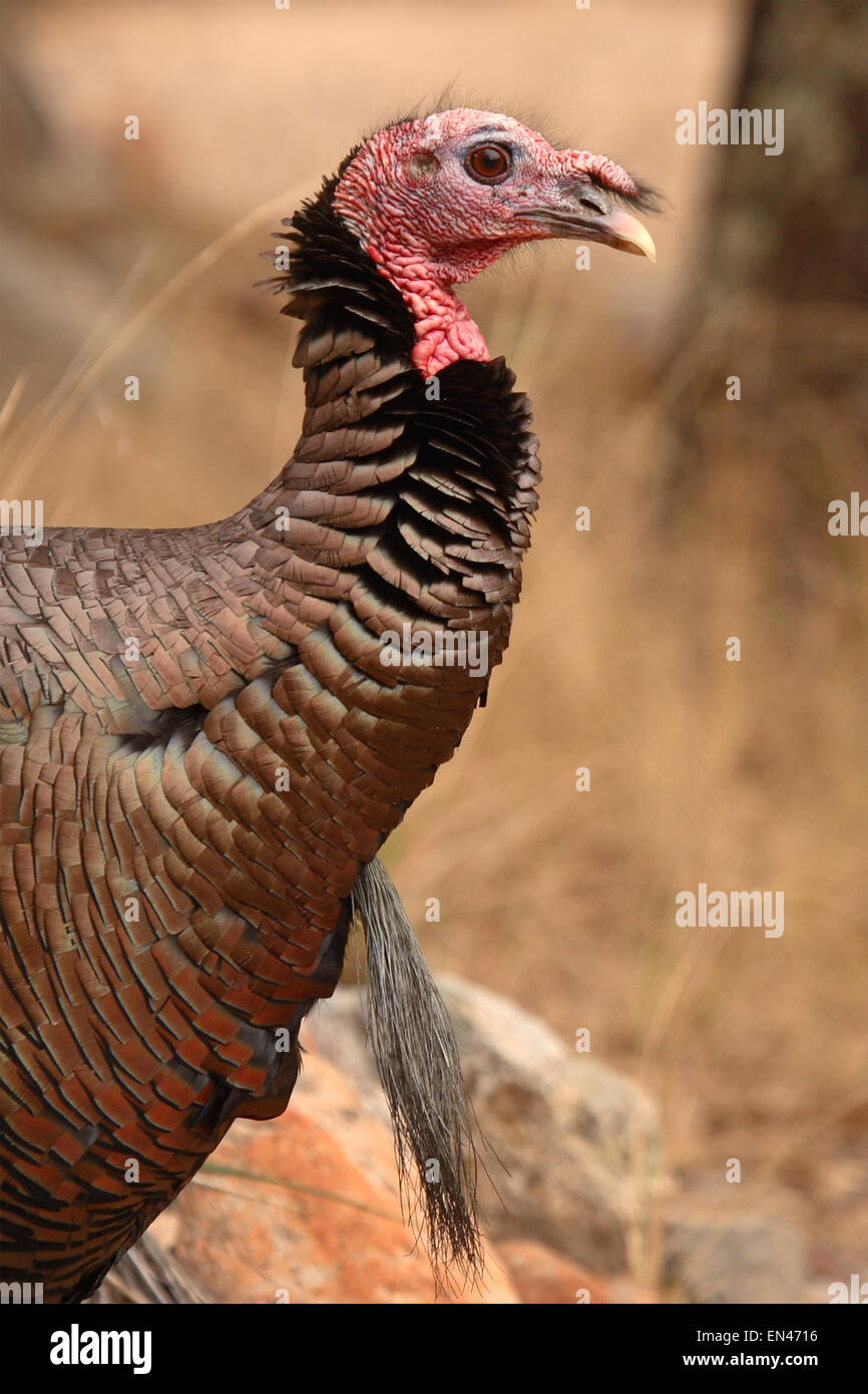 Young Male Wild Turkey In High Resolution Stock Photography and Images