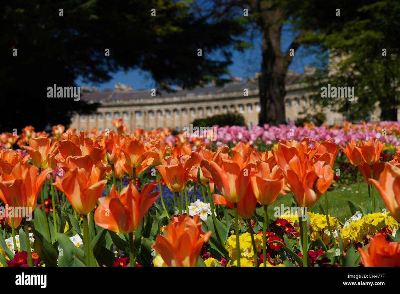 Brighlty coloured flower beds in front of Royal Crescent, Bath, UK, Stock Photo