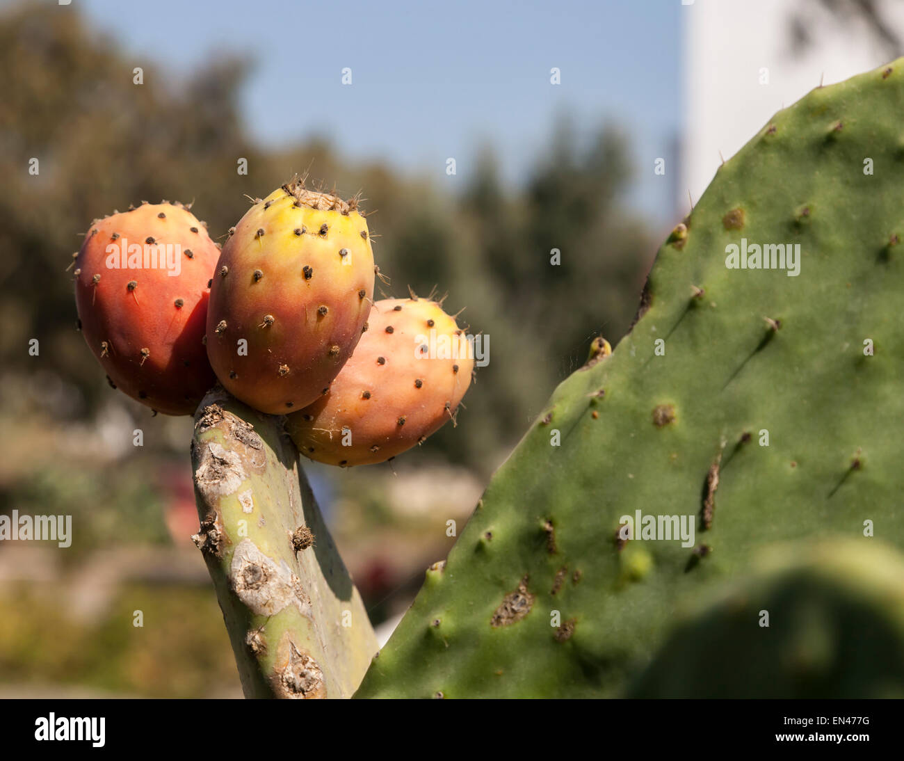 Prickly pear opuntia cactus with ripe fruit, Santorini, Greece Stock