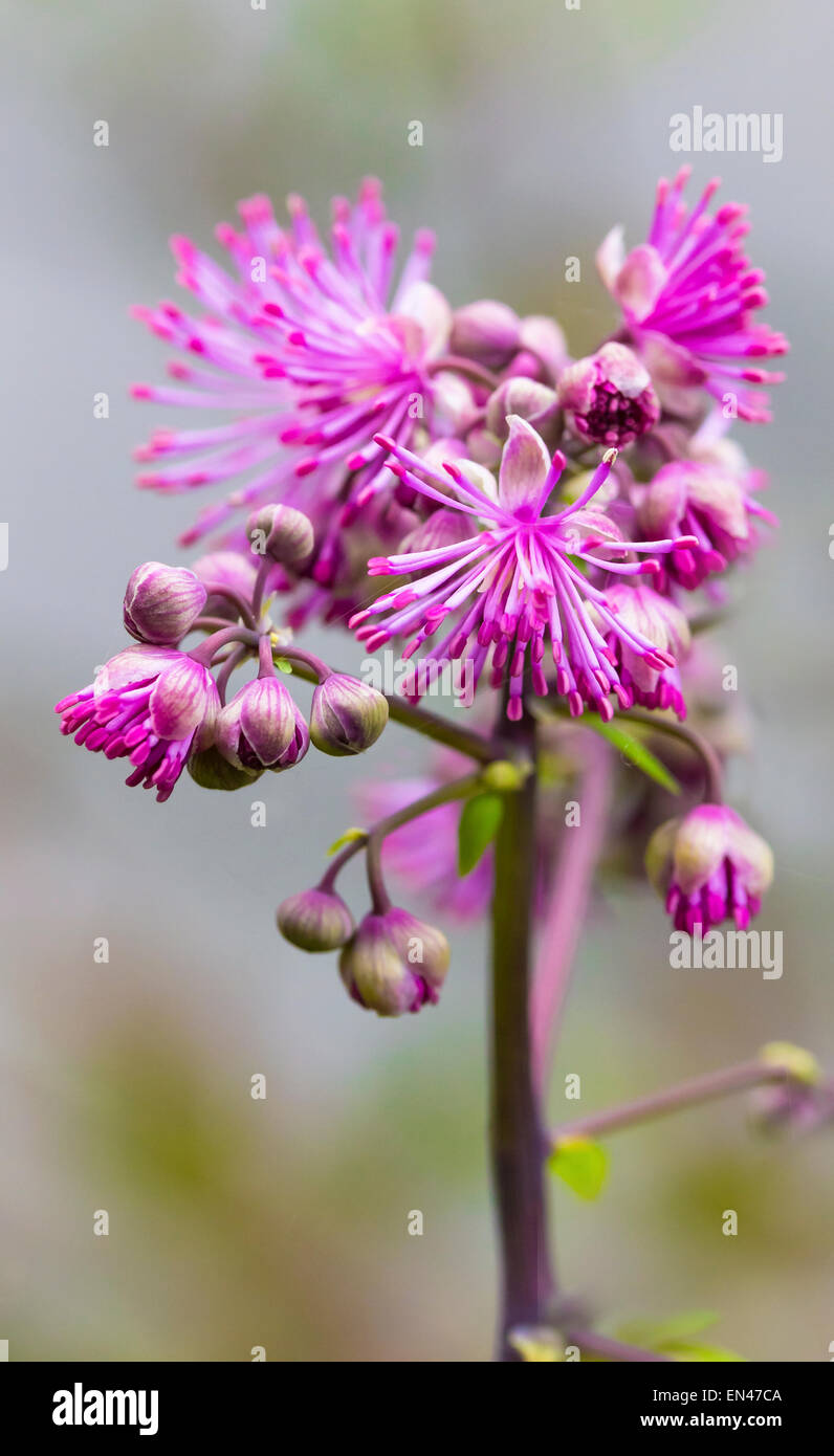 Thalictrum aquilegiifolium 'Black Stockings' is a tall, lacy perennial Stock Photo