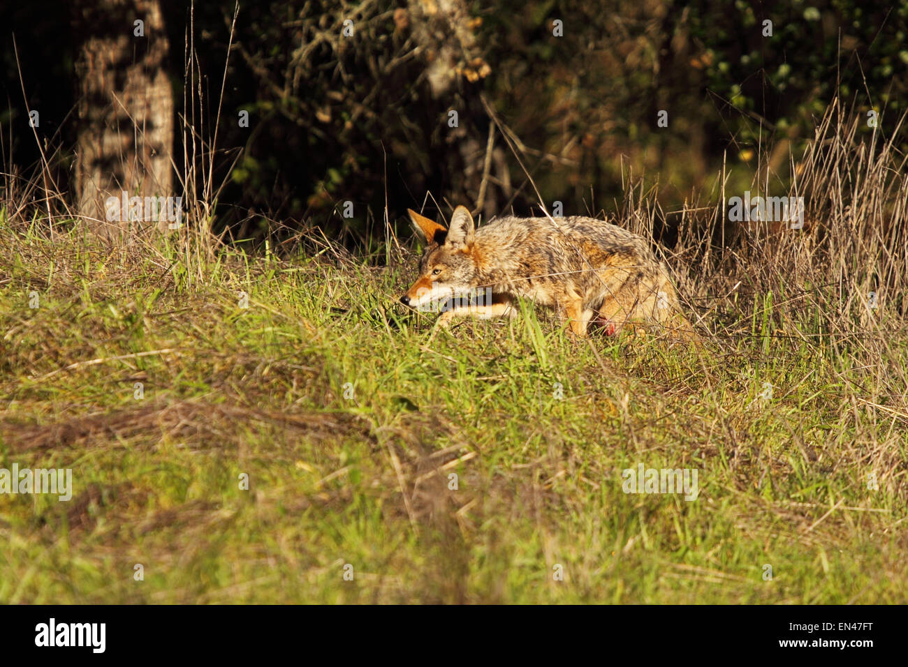 A Coyote sneaking through a field. Stock Photo