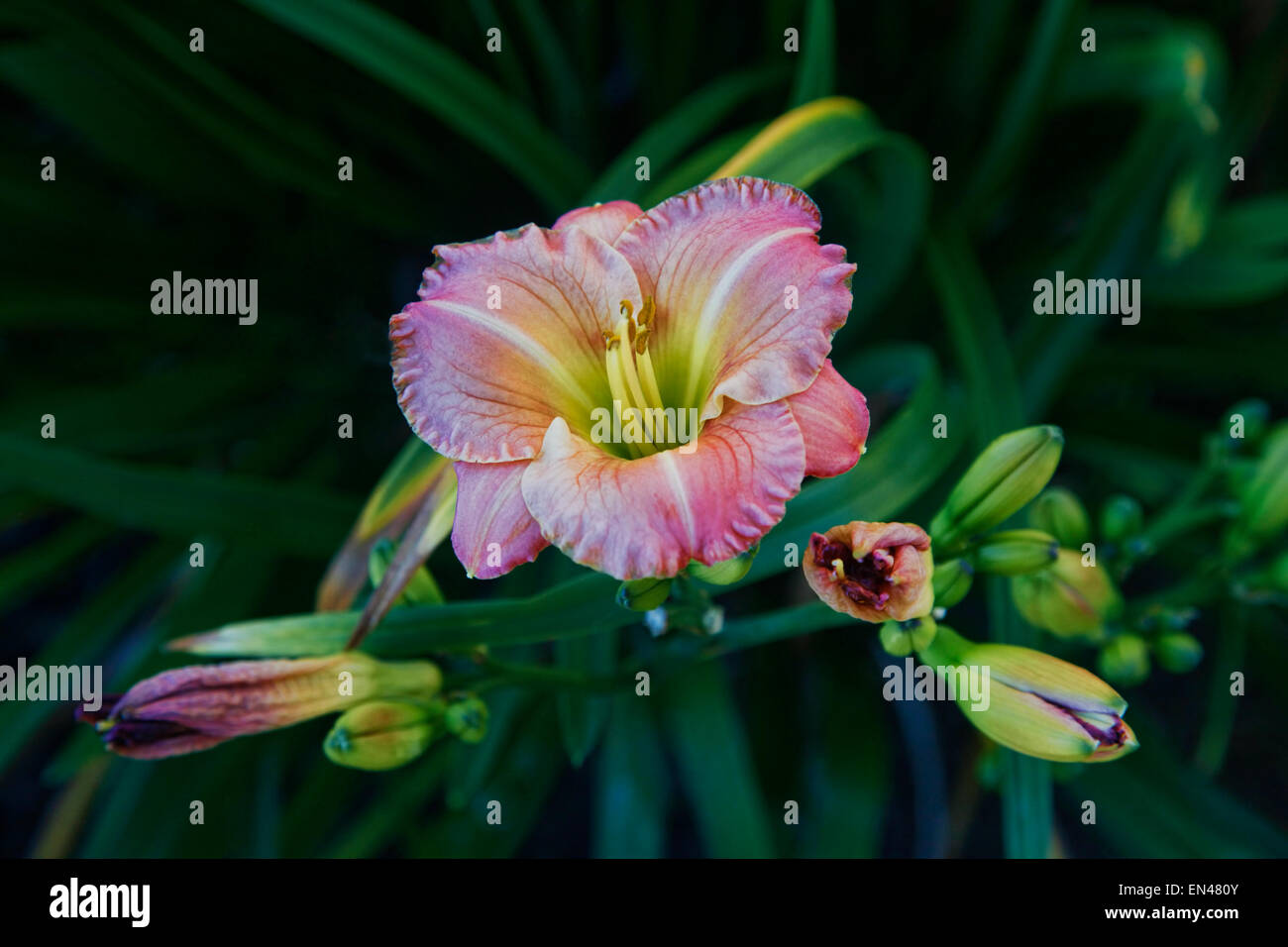 Pink lilies on a dark background Stock Photo