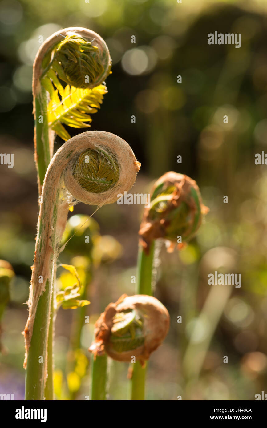 Osmunda regalis new shooting royal fern frond begins to unroll uncurl getting ready for start of spring with leaf-sprouts Stock Photo