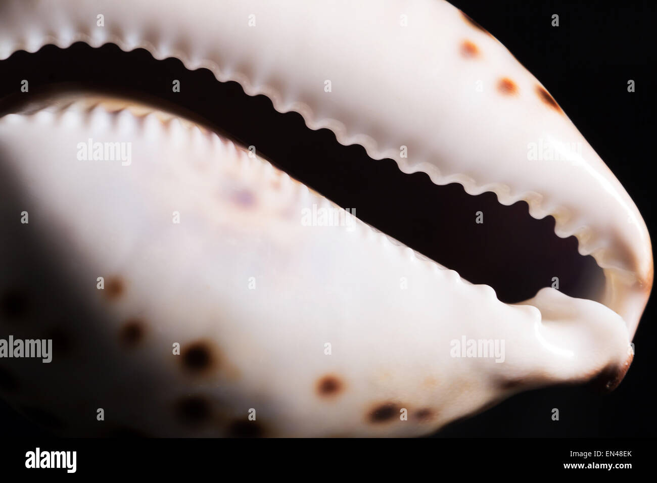 Sea snail shell on black background Stock Photo Alamy