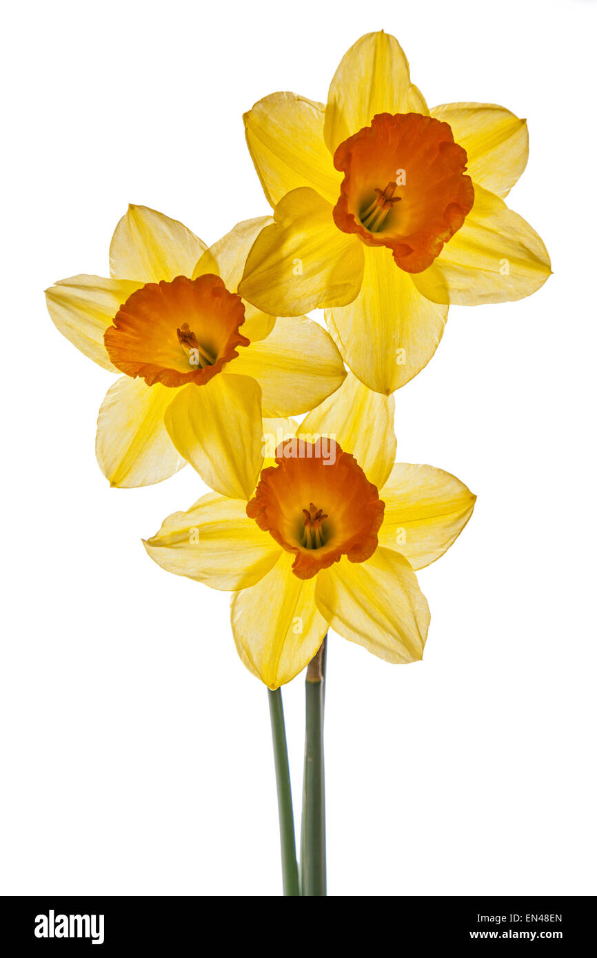 A trio of daffodils back-lighted on a white background Stock Photo - Alamy
