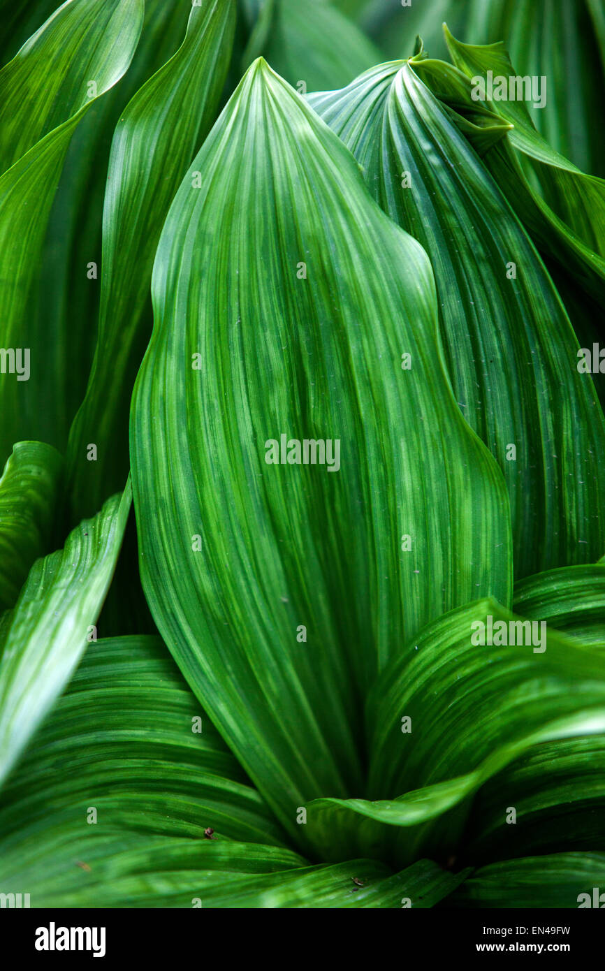Veratrum nigrum,, medicinal, poisonous plant Stock Photo