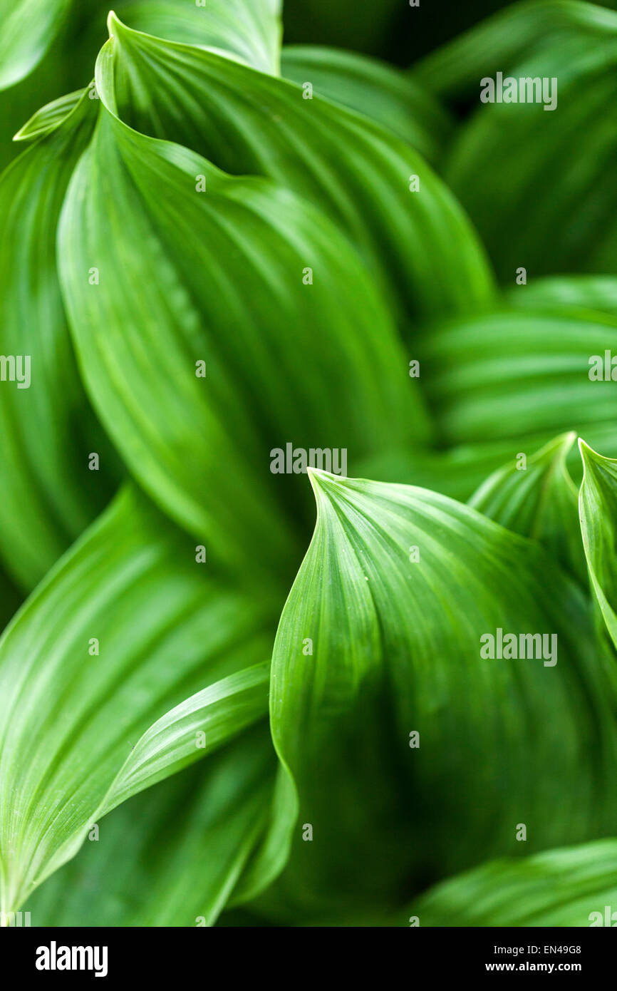 Veratrum nigrum,, medicinal, poisonous plant Stock Photo