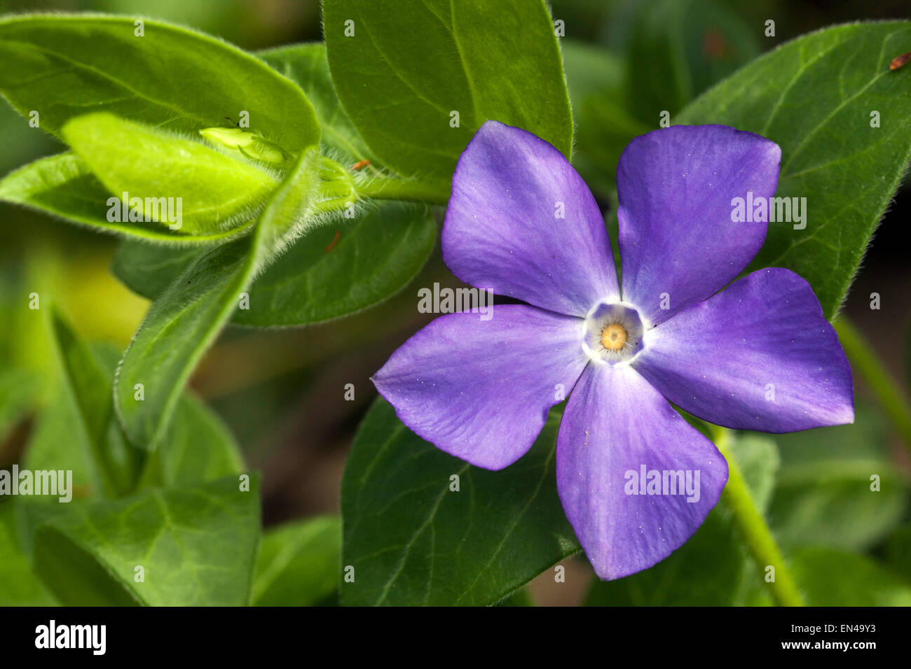 Periwinkle, Vinca minor blue bloom Stock Photo