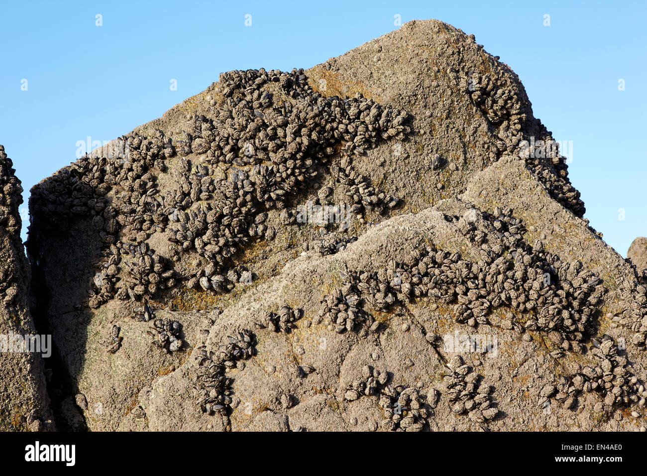 Mussels on rocks Stock Photo - Alamy