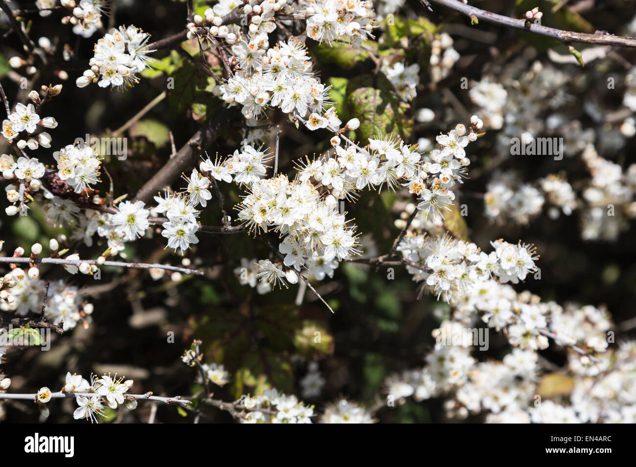 Delicate white blackthorn (Prunus spinosa) blossom flowers flowering in