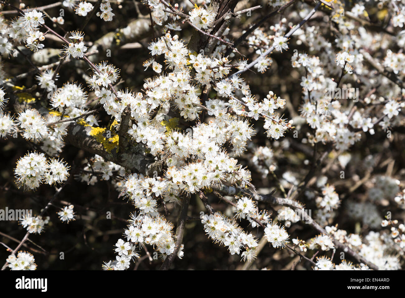 Delicate white blackthorn (Prunus spinosa) blossom flowers flowering in