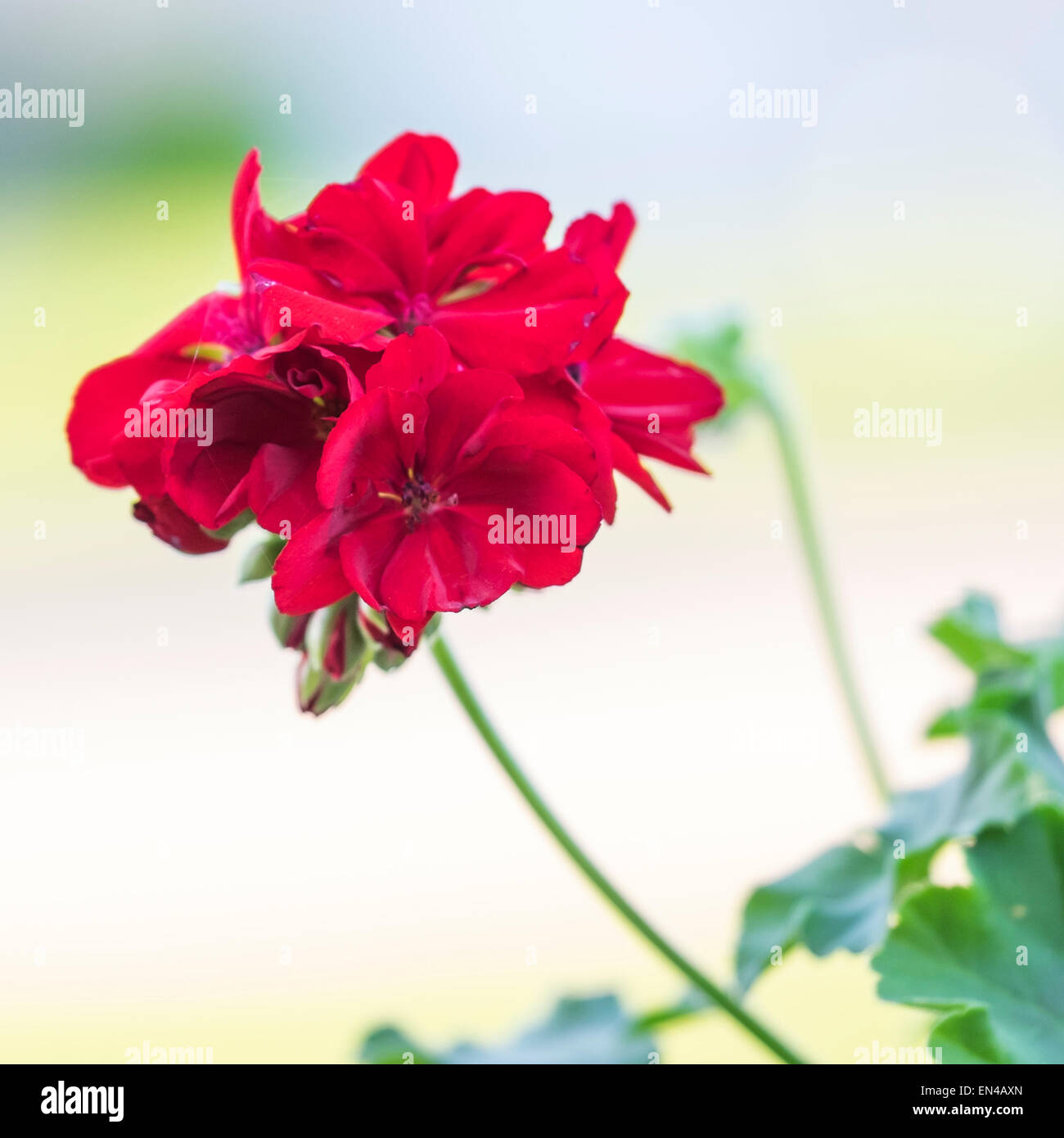 A red geranium blossom closeup, with outdoor defocused background. USA. Stock Photo