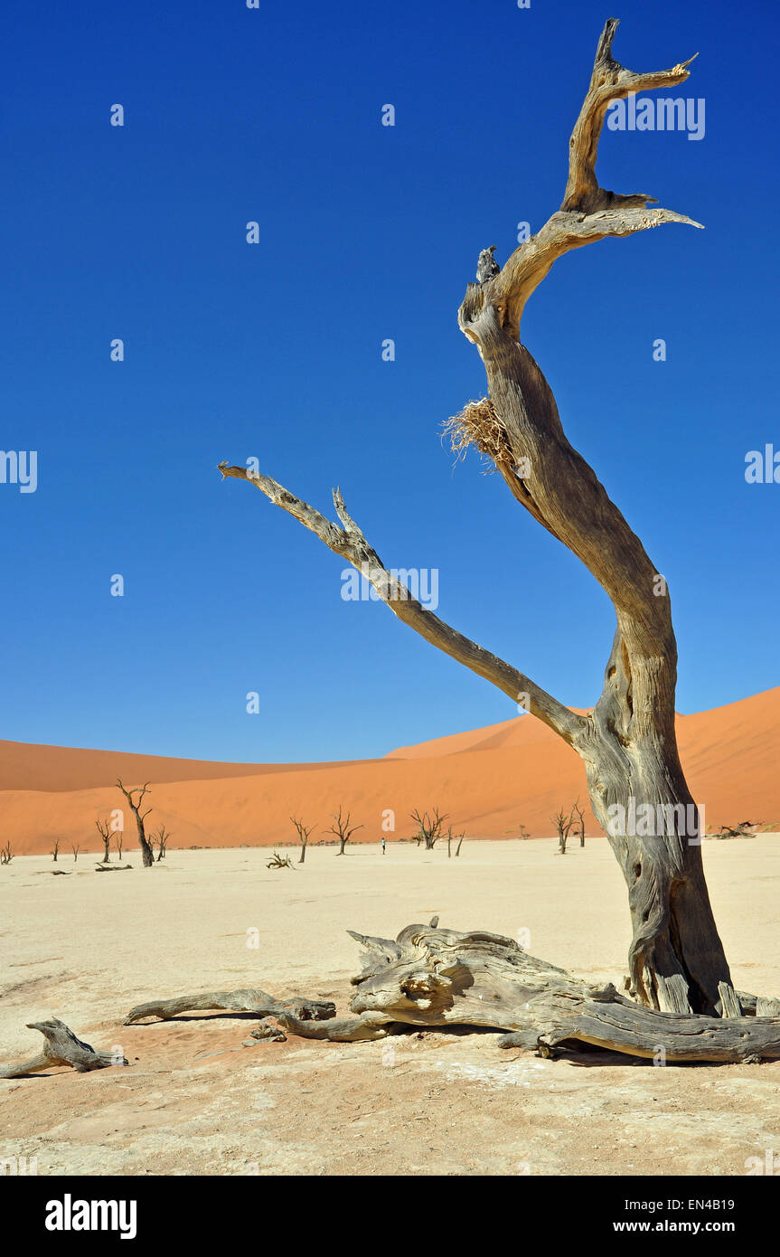 The Dead Viei (DeadVlei) Pan, Namib-Naukluft National Park, Sossusviei, Namib Desert, Hardap Region, Republic of Namibia Stock Photo