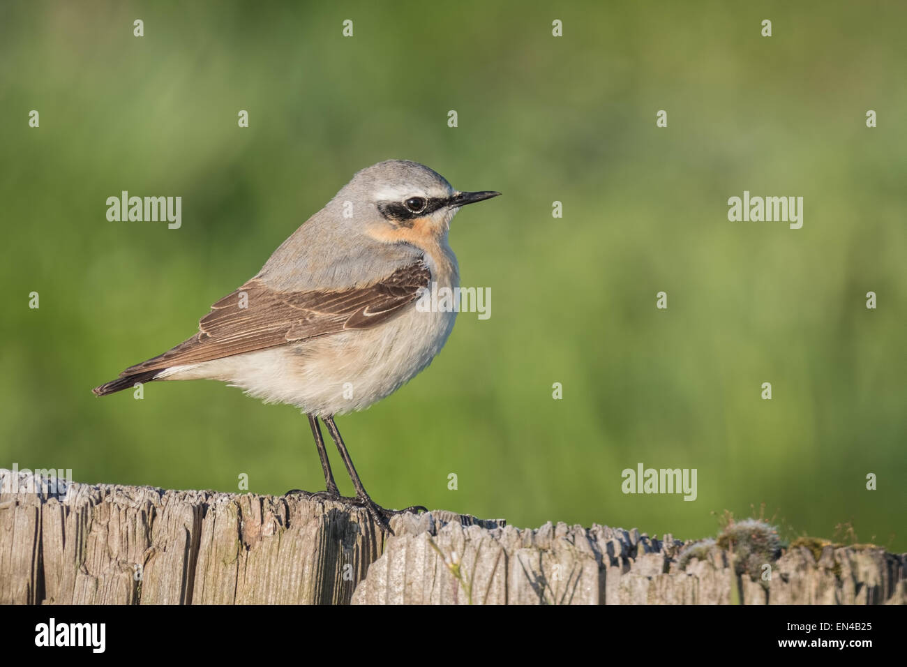 Northern wheatear(Oenanthe oenanthe) close-up in the morning sun Stock Photo