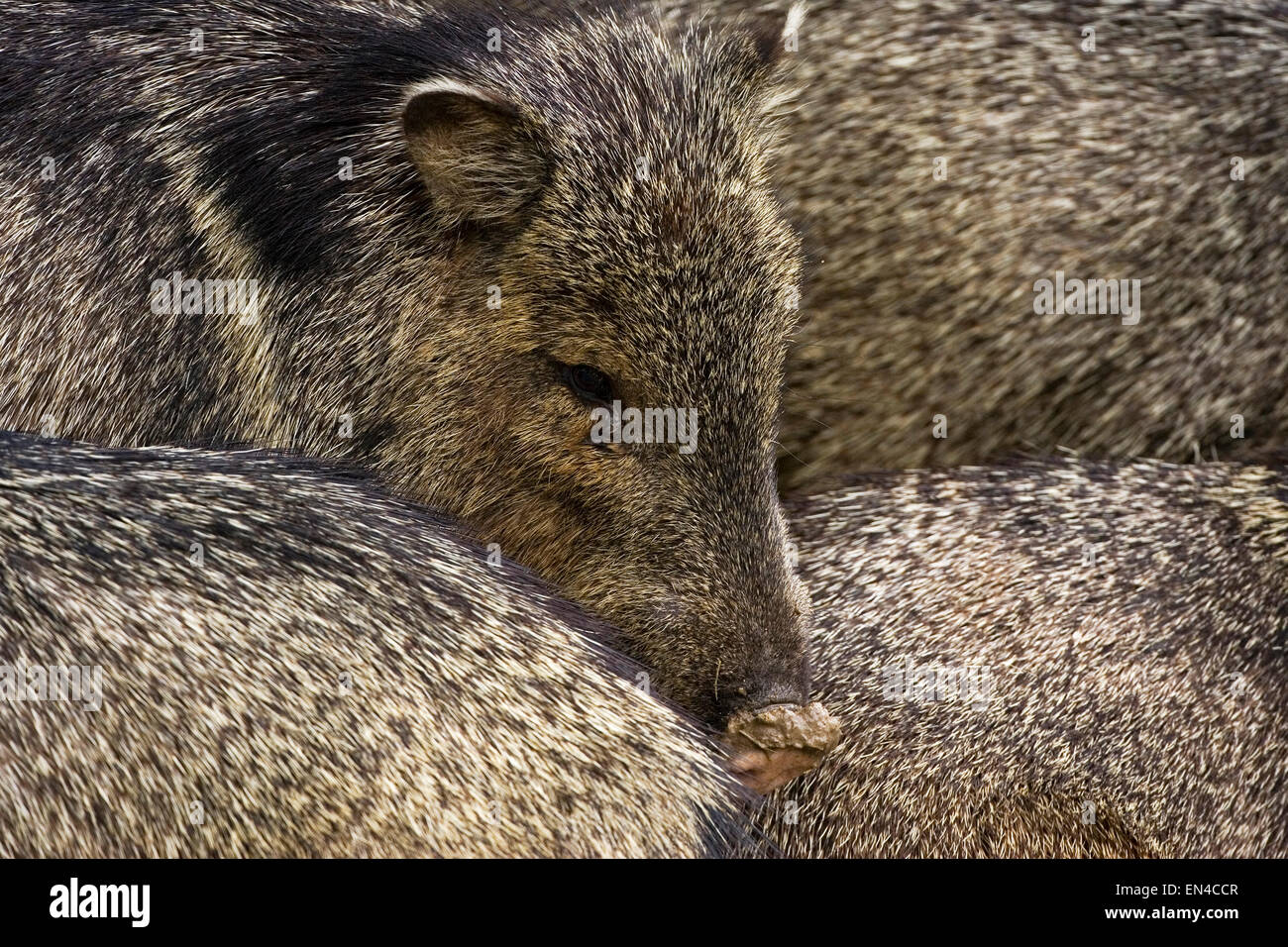 a group of javalinas flock into the irrigation water in Rio Grande Village,BBN,TX Stock Photo