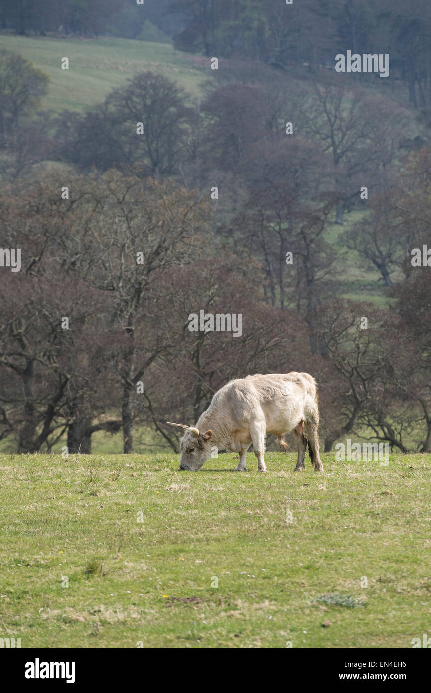 Chillingham wild cattle. Northumberland. England Stock Photo