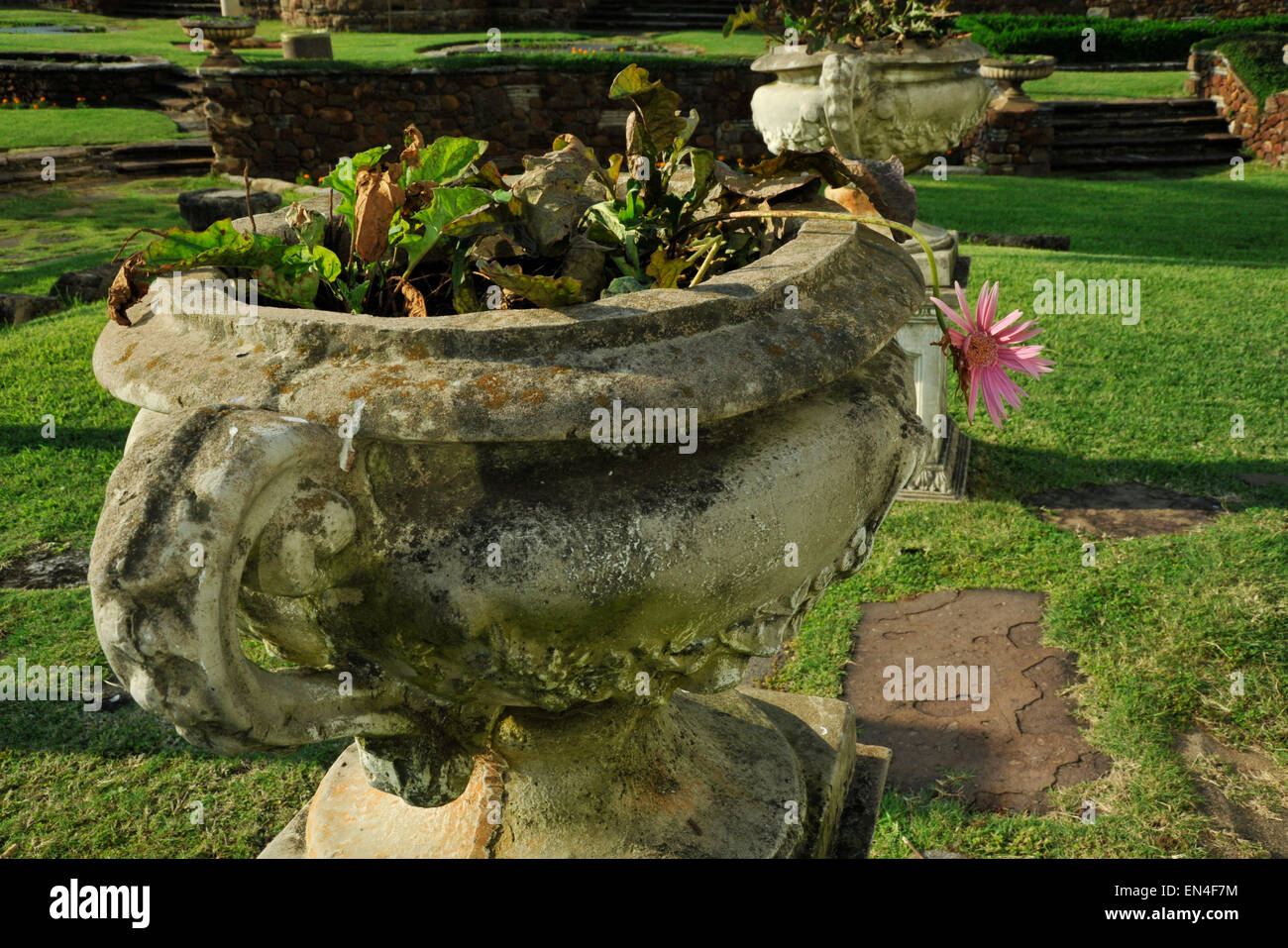 Close up, detail, dying pink flower hanging over rim of weathered