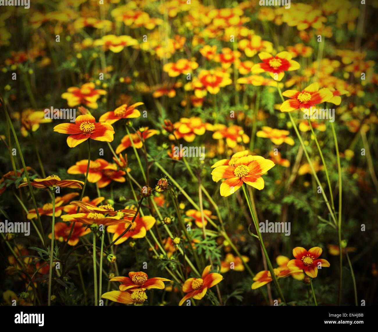 large field of flowers called Bidens in spring Stock Photo