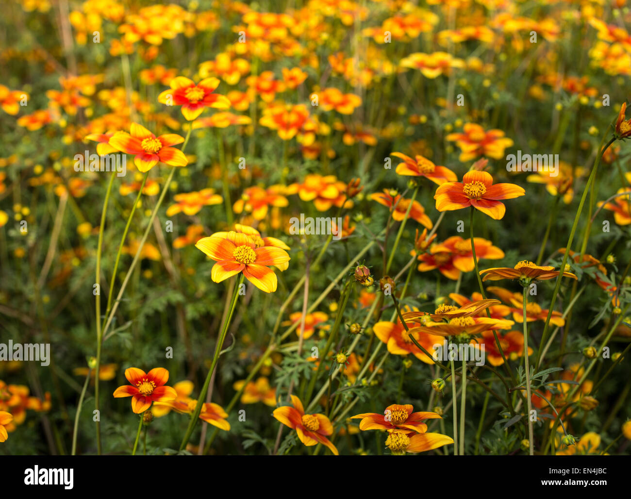 large field of flowers called Bidens Ricadente in spring Stock Photo