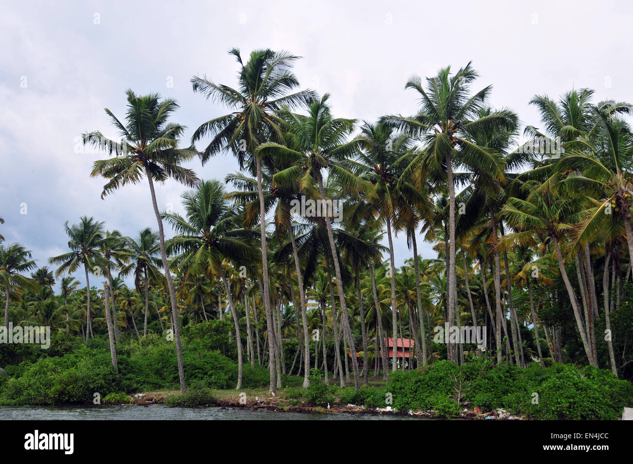 Bunch of coconut trees on a shore Stock Photo