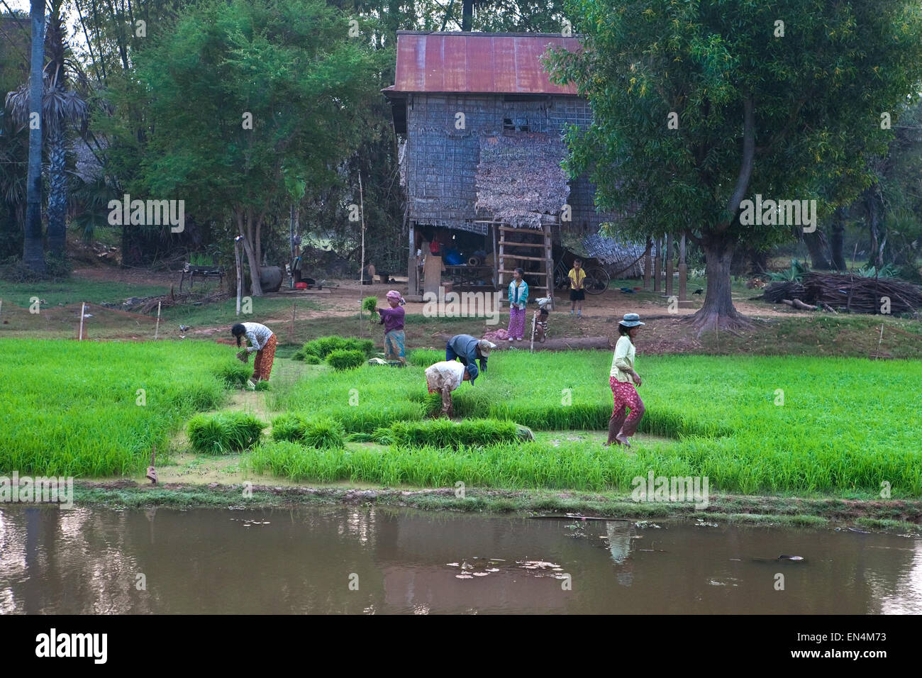 CAMBODIA- DEC 29  A farmer with his family harvest paddy seedling very early in the morning from the nursery in preparation to b Stock Photo