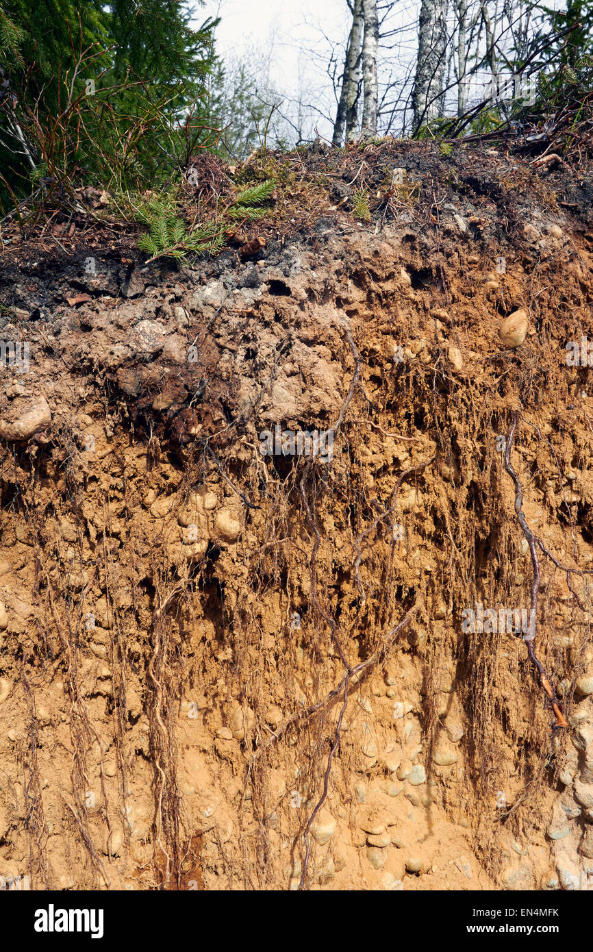 Soil cross-section of boreal forest, Finland Europe Stock Photo