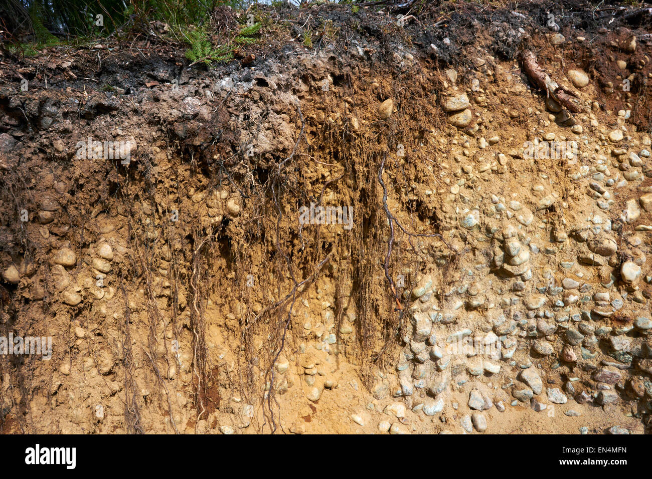 Soil cross-section of boreal forest, Finland Europe Stock Photo