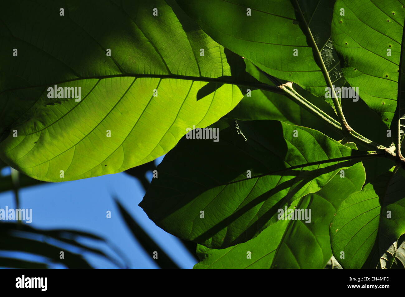 Green leaf and blue sky Stock Photo - Alamy