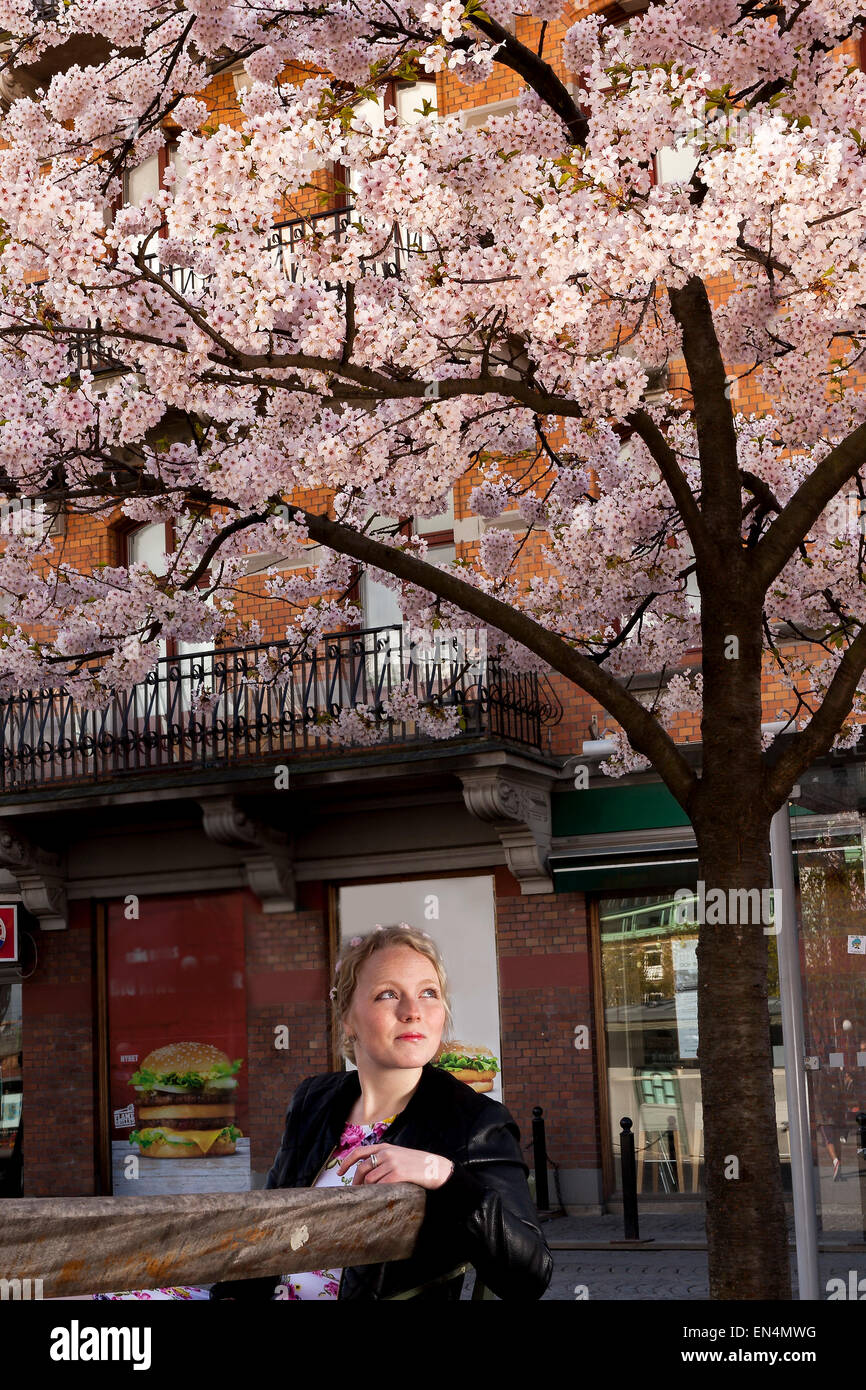 A young, cute, girl under blossoming cherry trees at Järntorget in Gothenburg, Sweden. Stock Photo