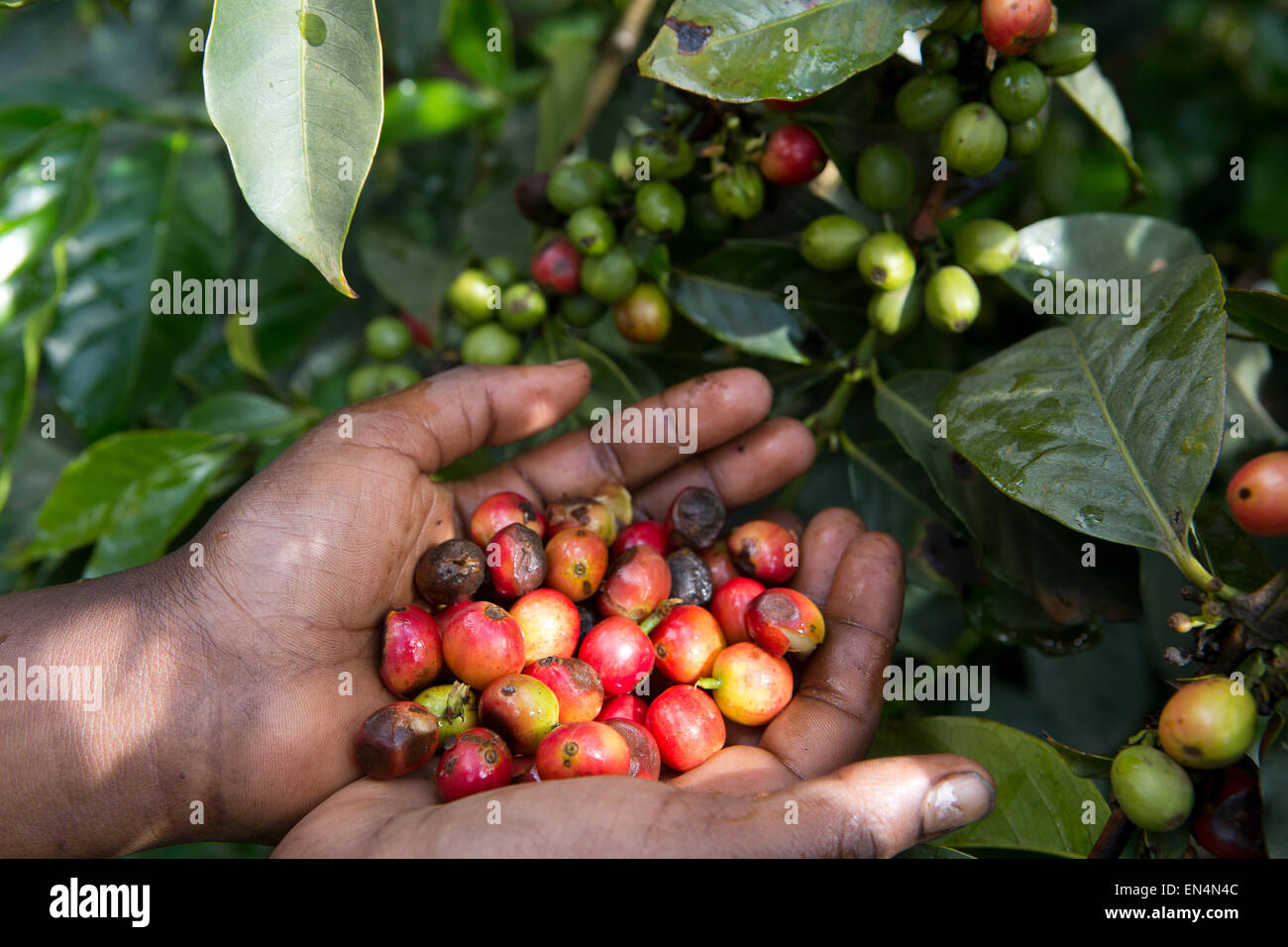Kenya Coffee Plantation High Resolution Stock Photography and Images Alamy