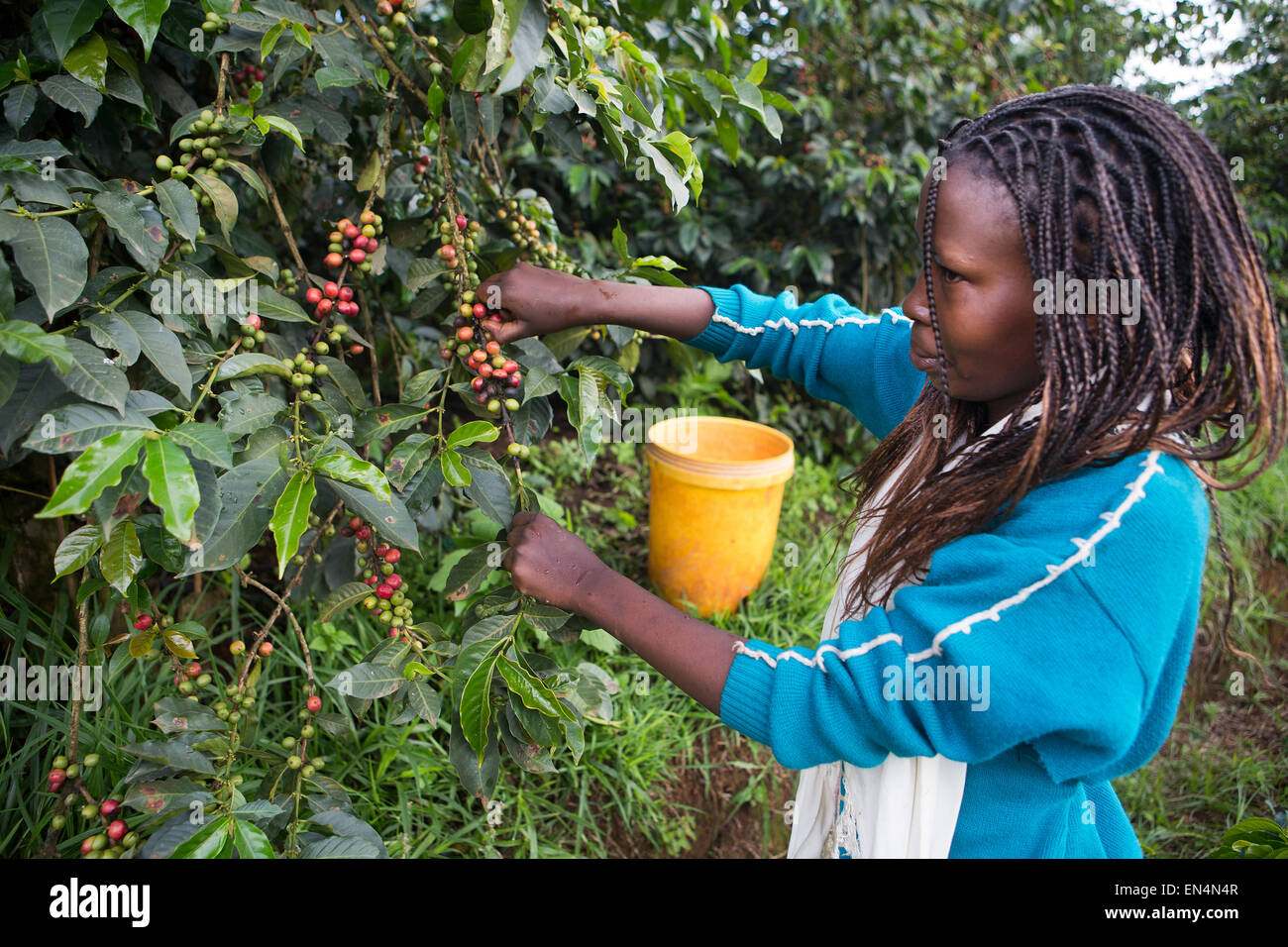 coffee production in Kenya Stock Photo Alamy