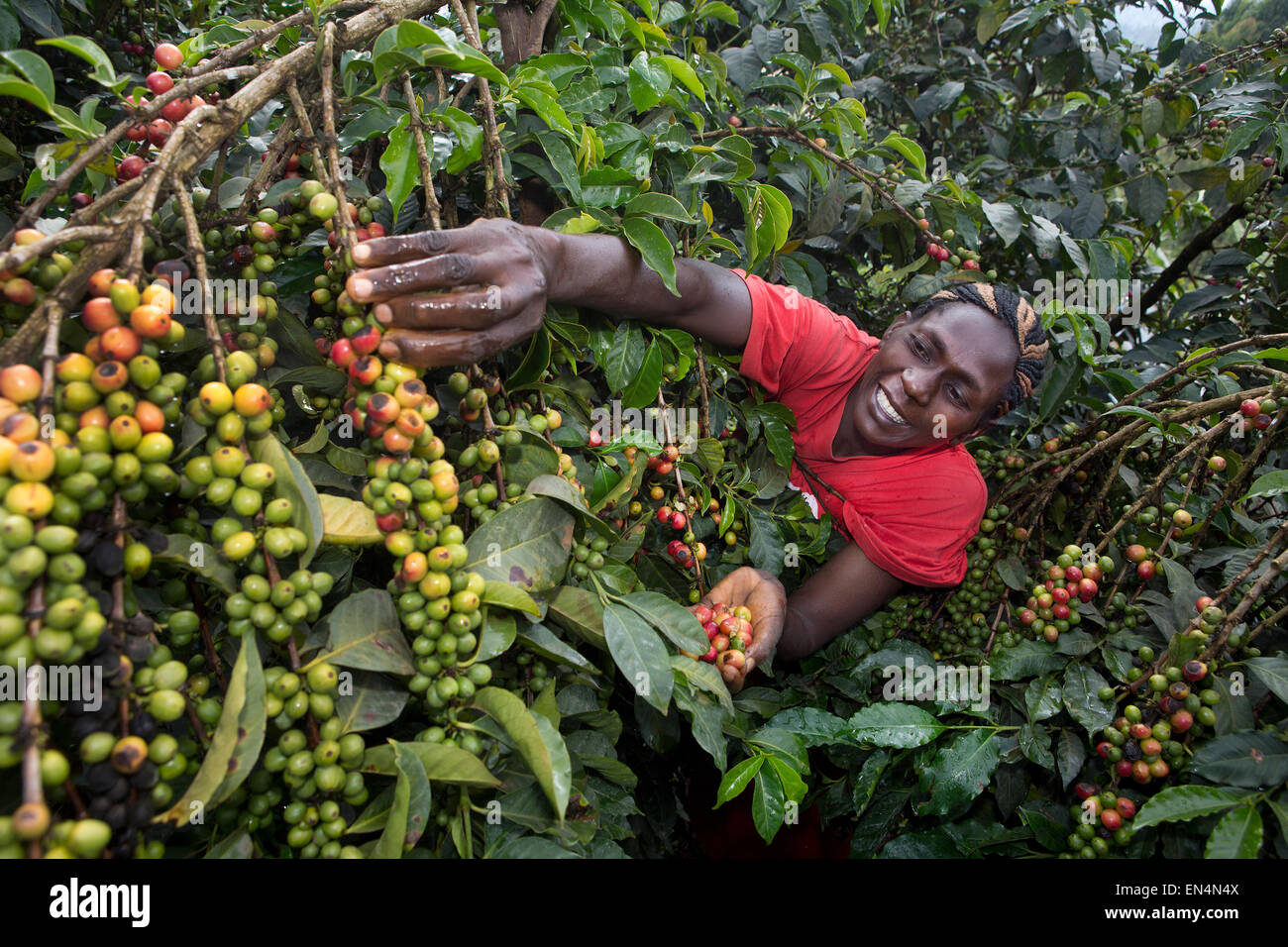 kenya coffee
