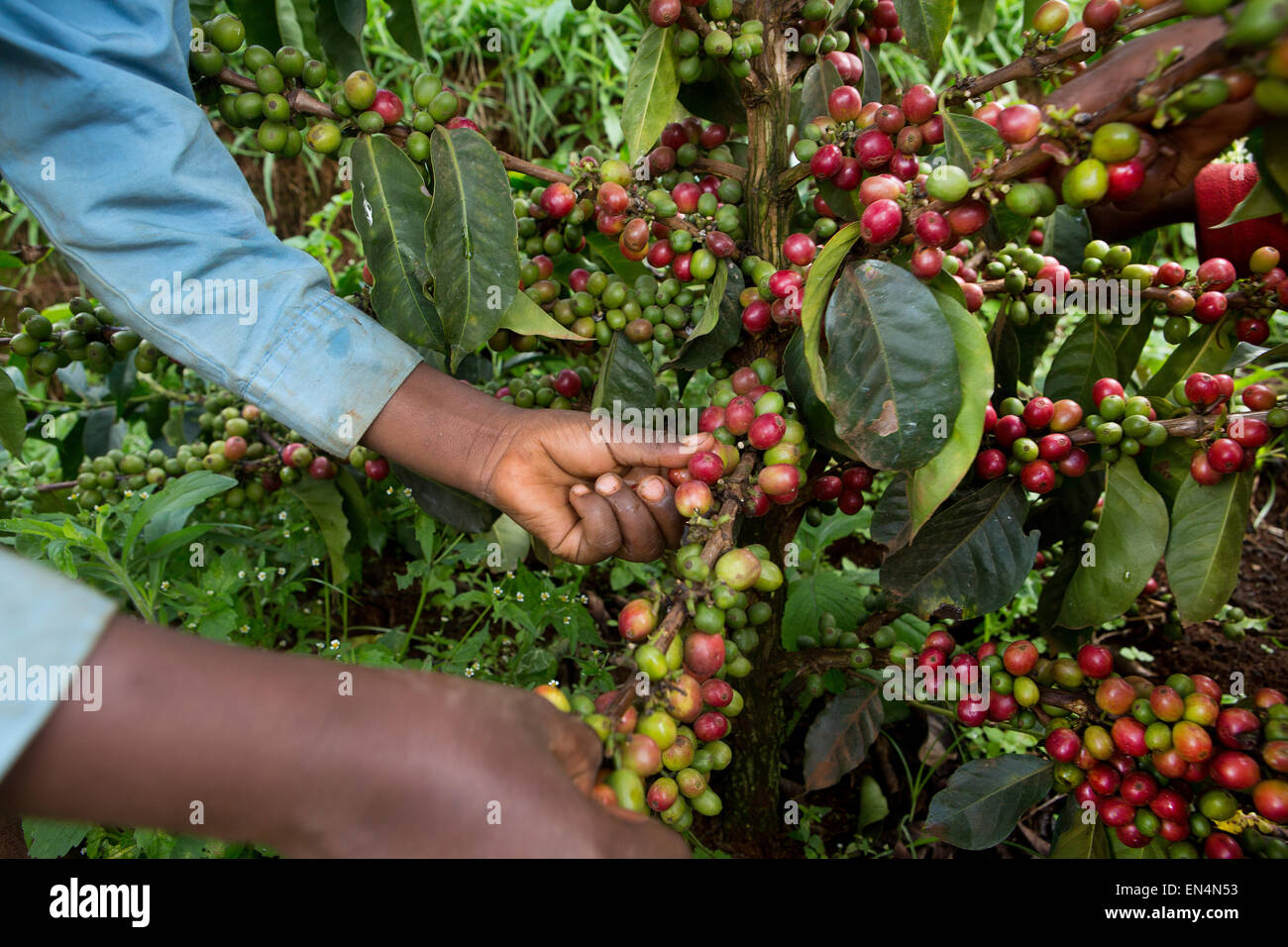 Kenya Coffee Plantation High Resolution Stock Photography and Images