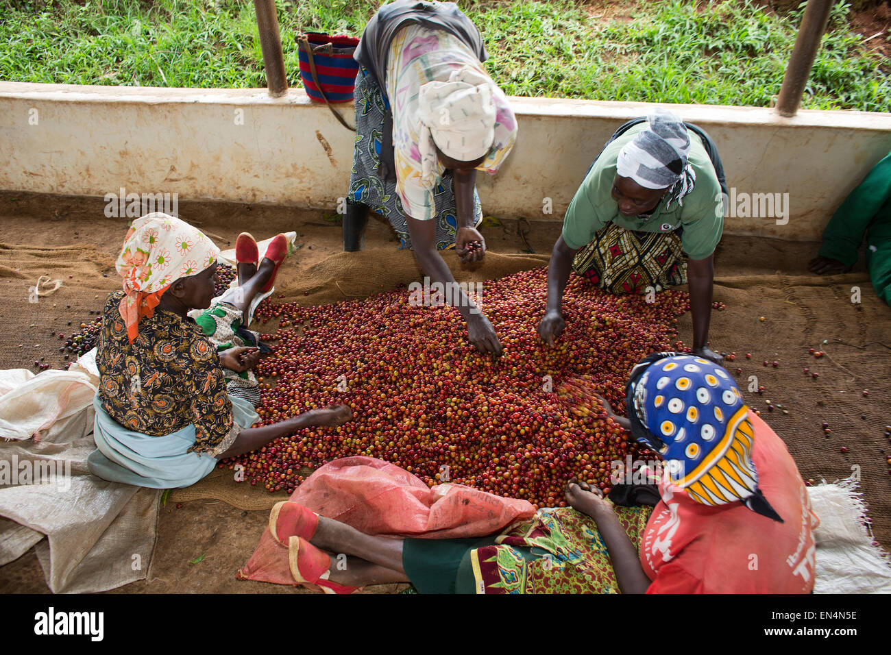 Kenya Coffee Plantation High Resolution Stock Photography and Images