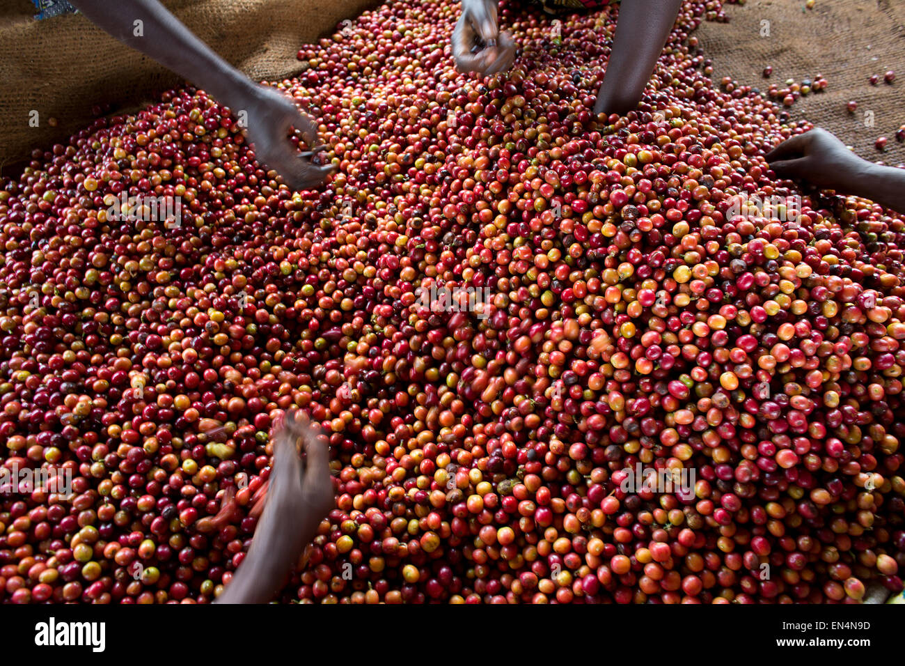 Kenya Coffee Plantation High Resolution Stock Photography and Images