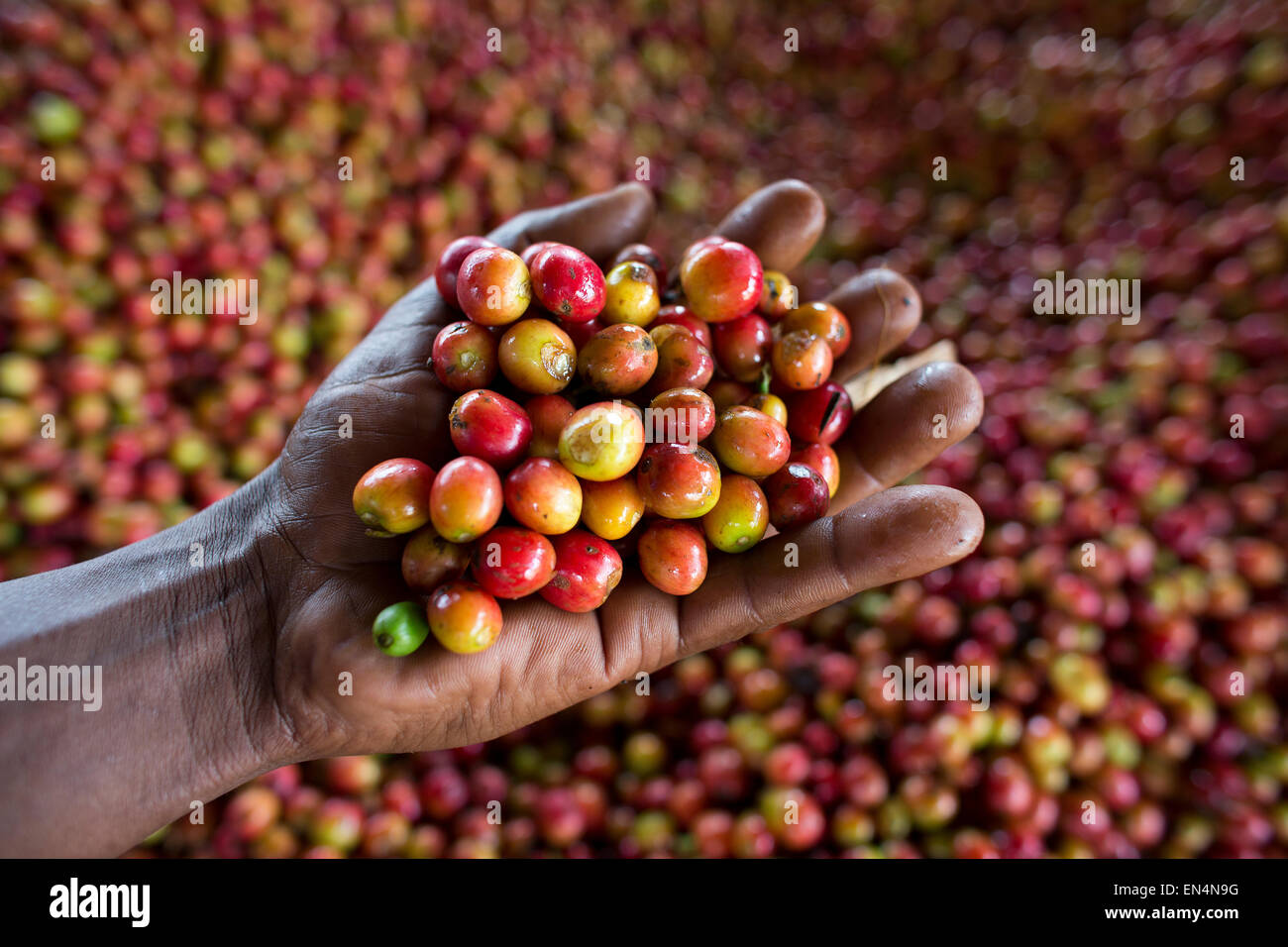 Kenya Coffee Plantation High Resolution Stock Photography and Images Alamy