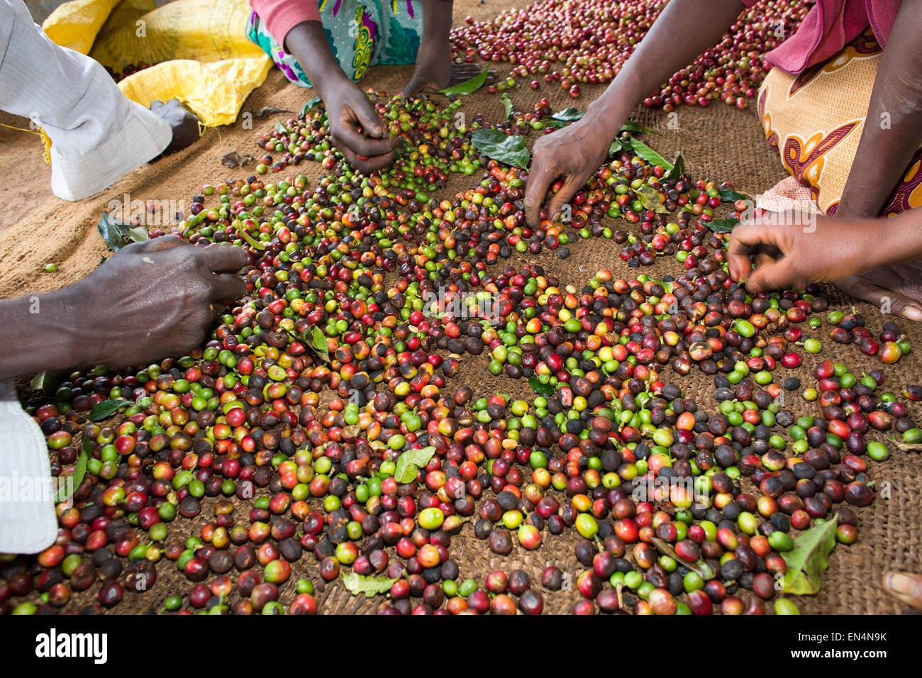 Coffee production hires stock photography and images Alamy