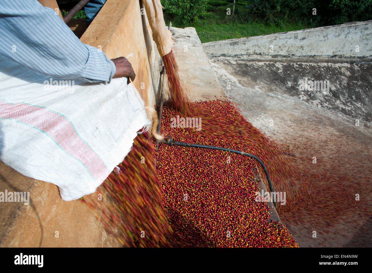 coffee production in Kenya Stock Photo Alamy
