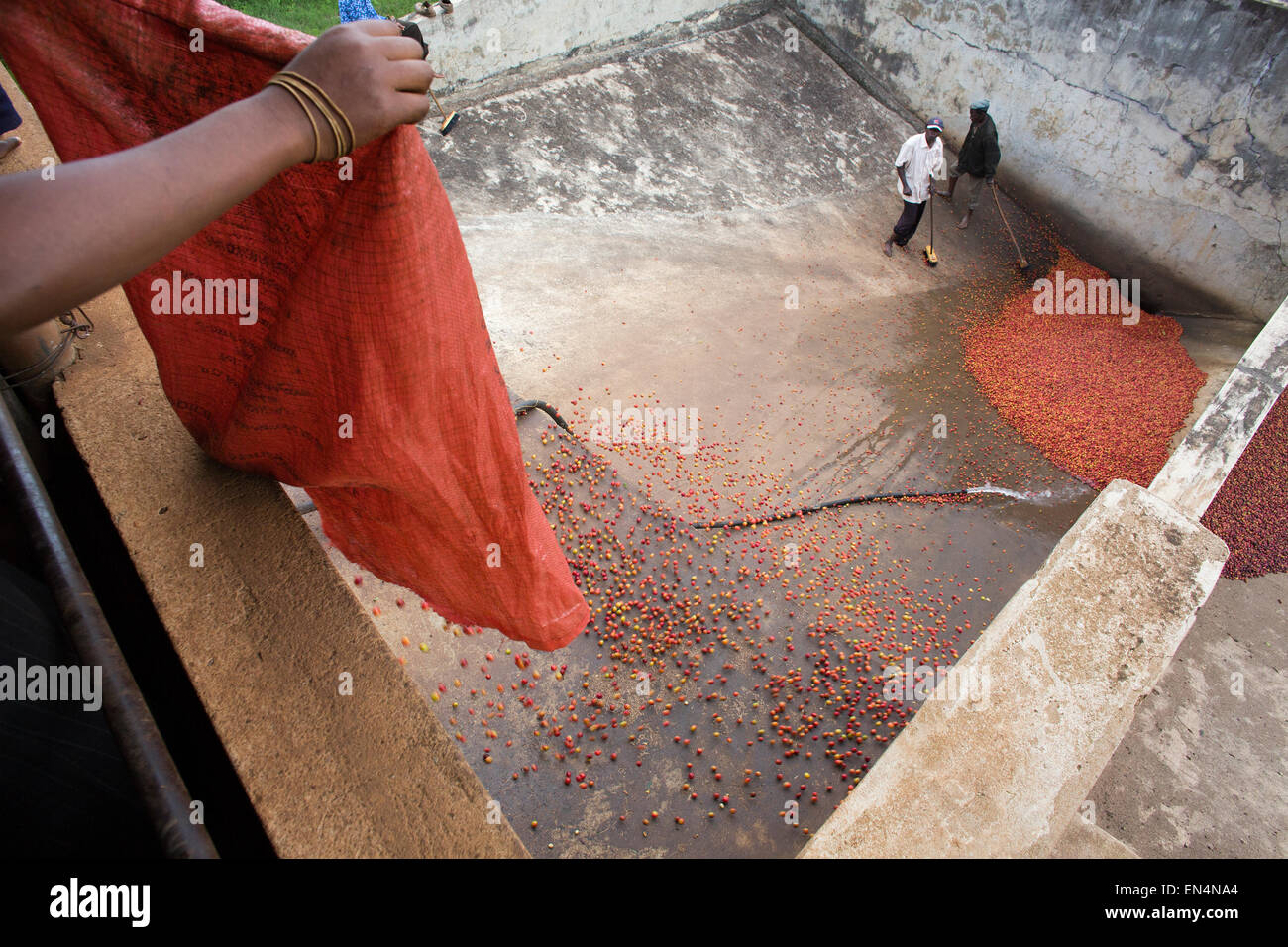 coffee production in Kenya Stock Photo Alamy