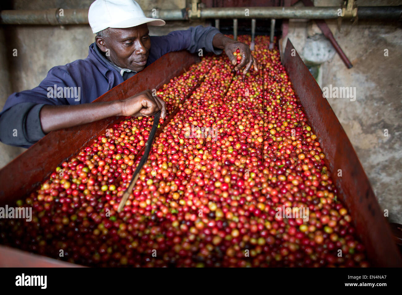 coffee production in Kenya Stock Photo Alamy